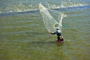 小河撒网捕鱼视频,渔者日常与自然和谐共生的画面